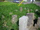 image0009