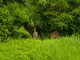 image0003