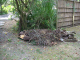 image0006