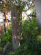 image0007